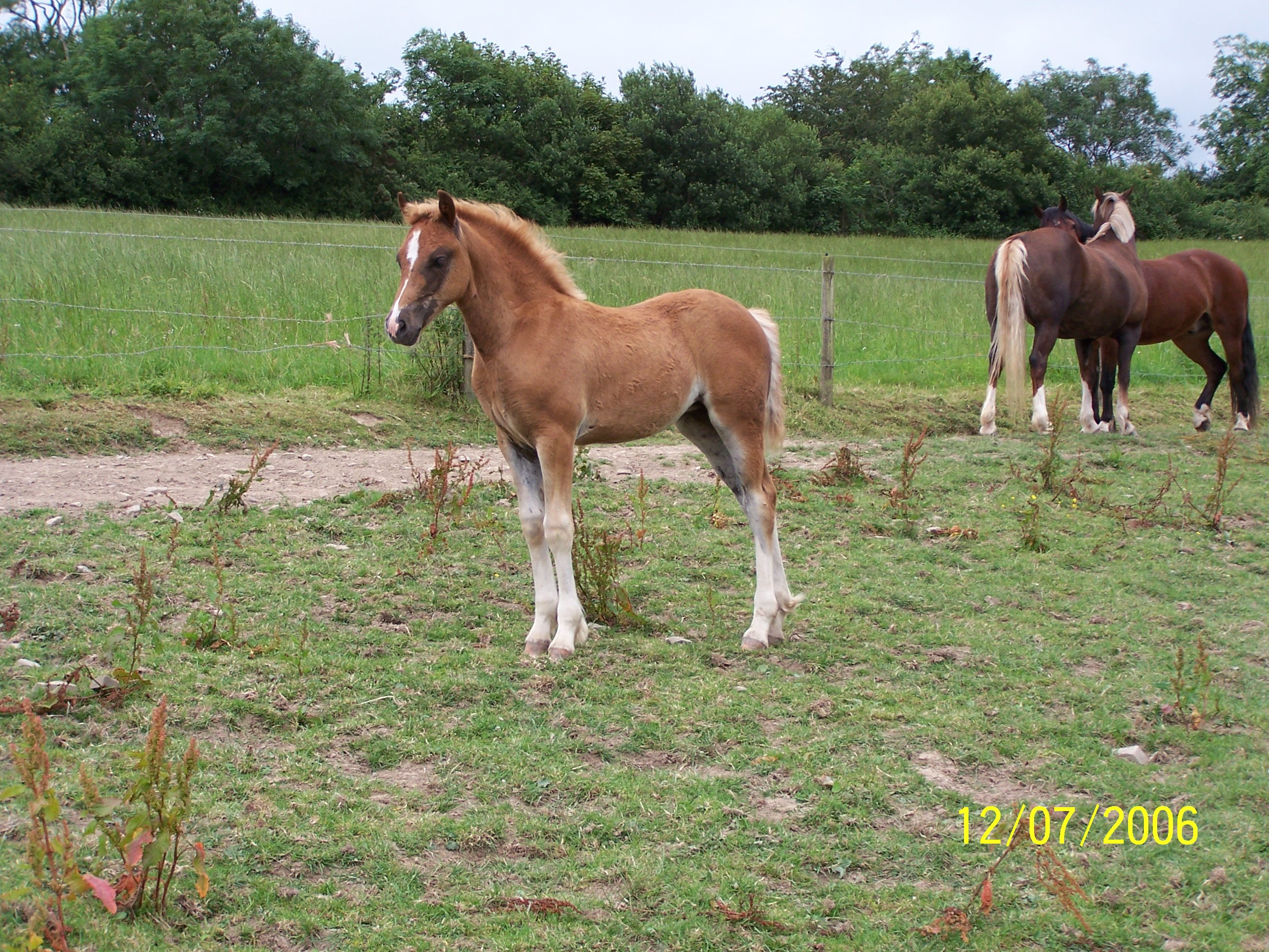 seren/jewels_foal.jpg